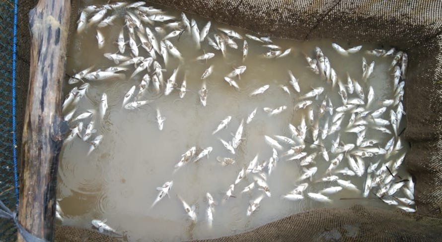 Ikan bermatian di laut
