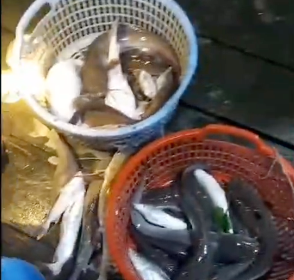 Ikan bermatian di laut