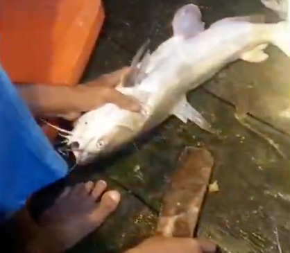 Ikan bermatian di laut
