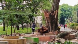 Kayu Patah di Alun-alun Stabat Telan Korban Jiwa, Warga: Copot Kadis LH Langkat