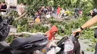Tertimpa Batang Pohon di Penceng, Pengendara Sepeda Motor Terkapar